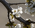 Orchard Blossom 37